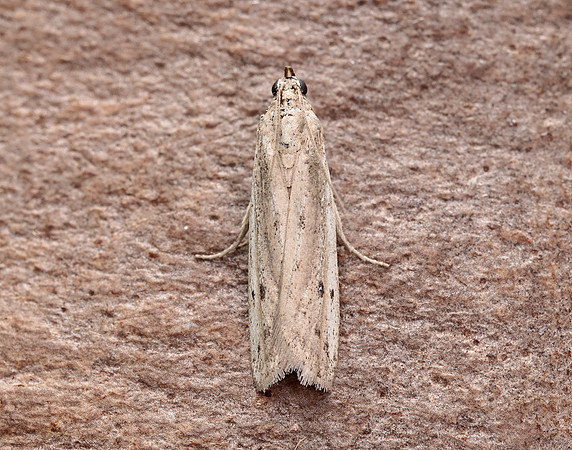 62.057 BF1485 Phycitodes maritima