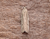62.057 BF1483 Phycitodes maritima