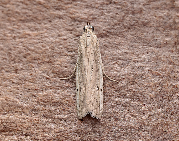 62.057 BF1485 Phycitodes maritima