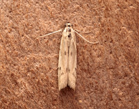 62.057 BF1485 Phycitodes maritima