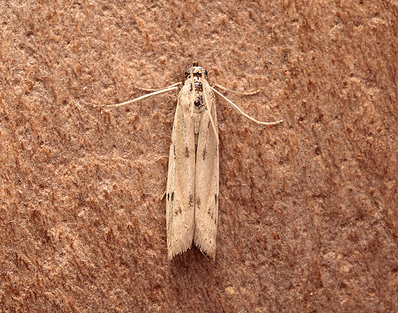 62.057 BF1485 Phycitodes maritima