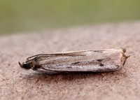 62.059 BF1484 Phycitodes saxicola gendet