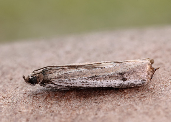 62.059 BF1484 Phycitodes saxicola gendet