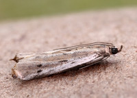 62.059 BF1484 Phycitodes saxicola gendet