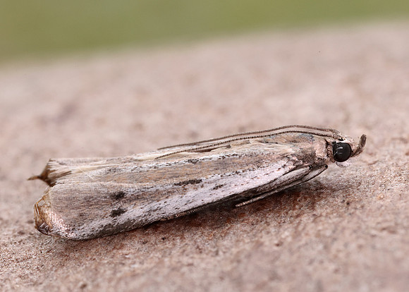 62.059 BF1484 Phycitodes saxicola gendet