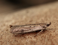 62.059 BF1484 Phycitodes saxicola gendet