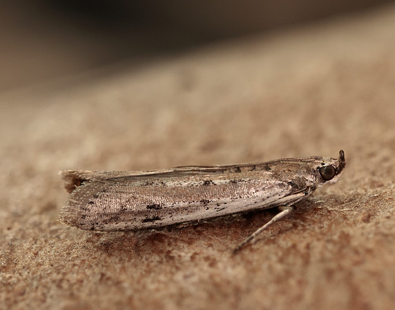 62.059 BF1484 Phycitodes saxicola gendet