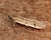 62.059 BF1484 Phycitodes saxicola gendet