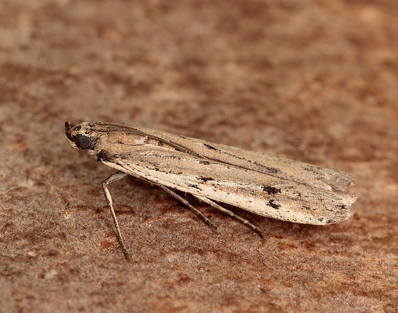 62.059 BF1484 Phycitodes saxicola gendet
