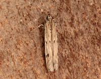 62.059 BF1484 Phycitodes saxicola gendet