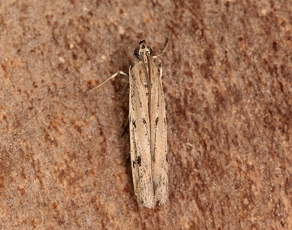 62.059 BF1484 Phycitodes saxicola gendet