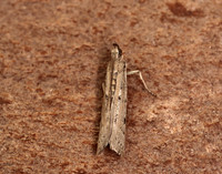 62.059 BF1484 Phycitodes saxicola gendet