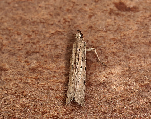 62.059 BF1484 Phycitodes saxicola gendet