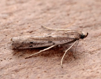 62.059 BF1484 Phycitodes saxicola gendet