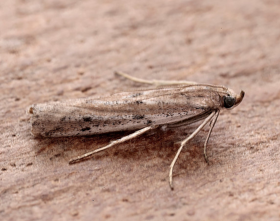 62.059 BF1484 Phycitodes saxicola gendet