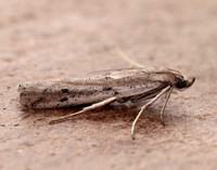 62.059 BF1484 Phycitodes saxicola gendet