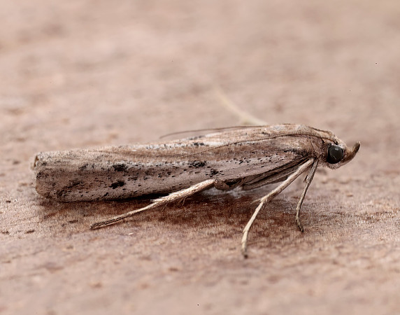 62.059 BF1484 Phycitodes saxicola gendet