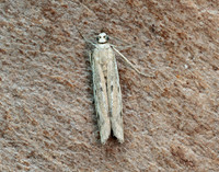 62.059 BF1484 Phycitodes saxicola gendet