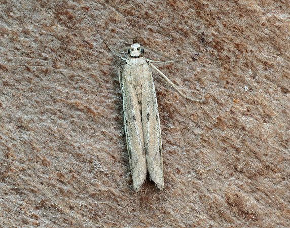 62.059 BF1484 Phycitodes saxicola gendet