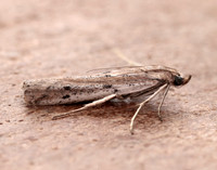 62.059 BF1484 Phycitodes saxicola gendet