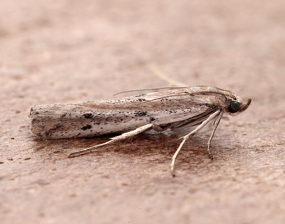 62.059 BF1484 Phycitodes saxicola gendet