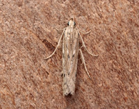 62.059 BF1484 Phycitodes saxicola gendet