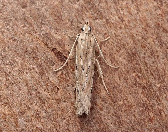 62.059 BF1484 Phycitodes saxicola gendet