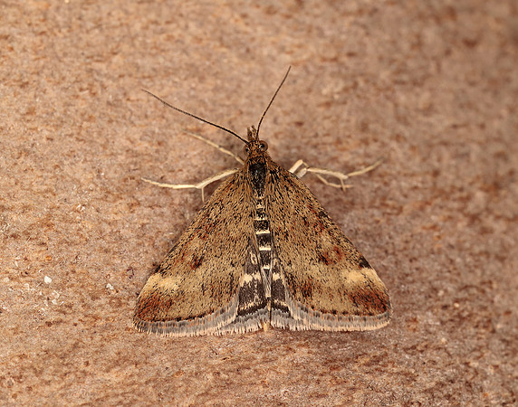 63.005 BF1365 Pyrausta despicata