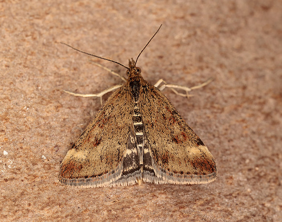63.005 BF1365 Pyrausta despicata