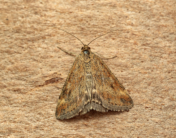 63.005 BF1365 Pyrausta despicata