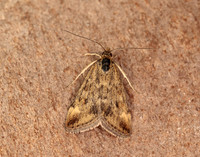 63.005 BF1365 Pyrausta despicata