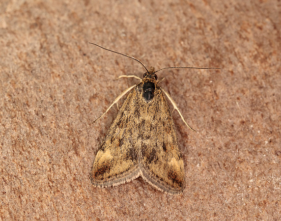 63.005 BF1365 Pyrausta despicata