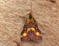 63.007 BF1362 Pyrausta purpuralis
