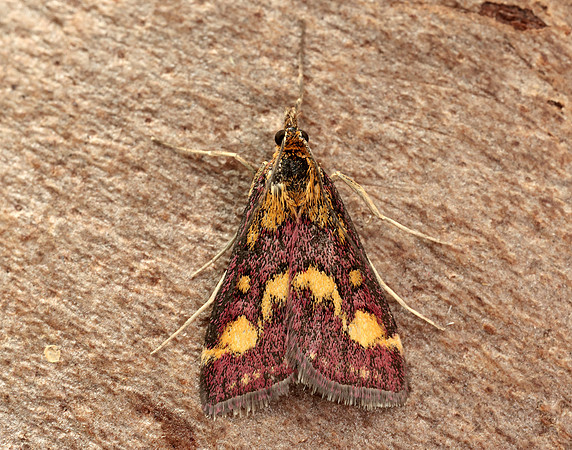 63.007 BF1362 Pyrausta purpuralis