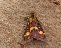 63.007 BF1362 Pyrausta purpuralis