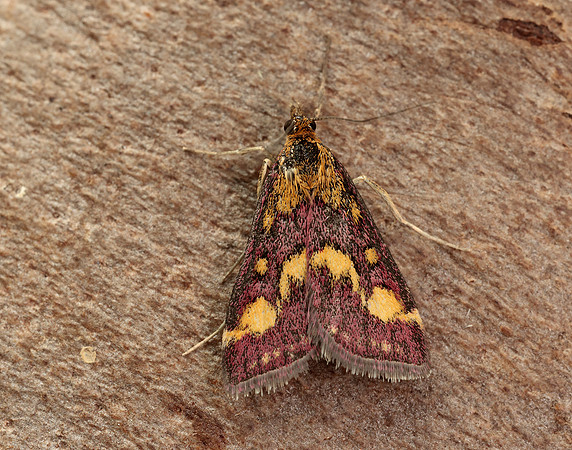 63.007 BF1362 Pyrausta purpuralis