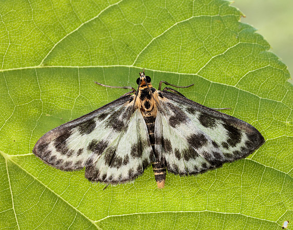 63.025 BF1376 Small Magpie Anania hortulata