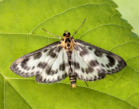 63.025 BF1376 Small Magpie Anania hortulata