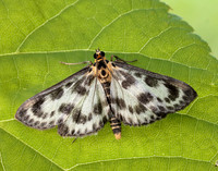 63.025 BF1376 Small Magpie Anania hortulata