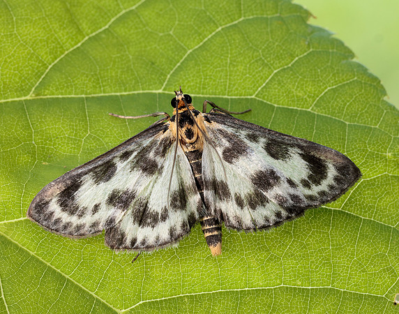 63.025 BF1376 Small Magpie Anania hortulata