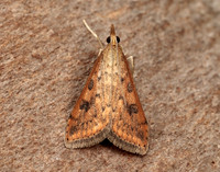 63.031 BF1395 Rusty Dot Pearl Udea ferrugalis