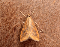 63.031 BF1395 Rusty Dot Pearl Udea ferrugalis