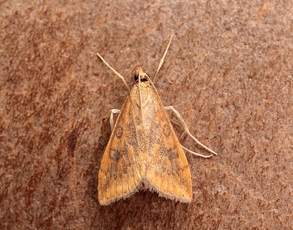 63.031 BF1395 Rusty Dot Pearl Udea ferrugalis