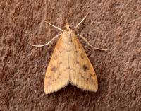 63.031 BF1395 Rusty Dot Pearl Udea ferrugalis