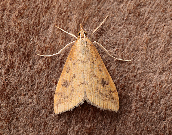 63.031 BF1395 Rusty Dot Pearl Udea ferrugalis