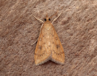 63.031 BF1395 Rusty Dot Pearl Udea ferrugalis