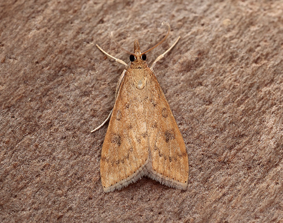 63.031 BF1395 Rusty Dot Pearl Udea ferrugalis