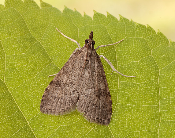 63.034 BF1390 Udea prunalis