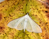 63.048 BF1408 Palpita vitrealis