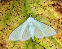 63.048 BF1408 Palpita vitrealis